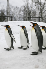Penguins walking on ice.
