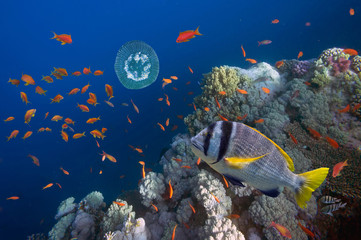 Obraz premium Tropical fish and Hard corals in the Red Sea
