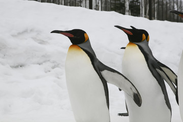 Obraz premium Penguins walking on ice.