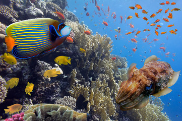 Coral landscape.Red Sea, Egypt