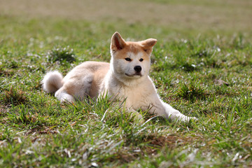 Naklejka na ściany i meble Young Akita dog laying in the grass