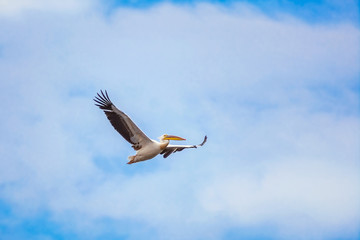 Flying Pelican in the Sky
