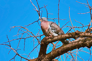 Perching on the Bough