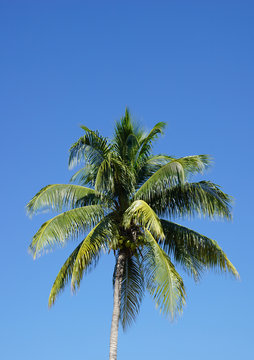 Palm Trees against the blue sky