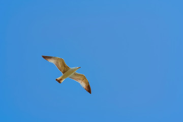 Seagull in the Sky