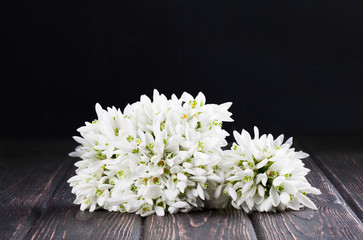 Obraz premium snowdrops bunch on wood