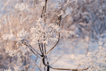 Ветка в инее