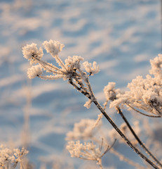 Ветка в инее