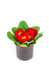 Primula flowers in a pot isolated on white background