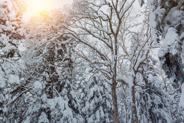 Beautiful winter landscape with snow covered trees.