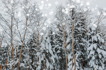 Beautiful winter landscape with snow covered trees.