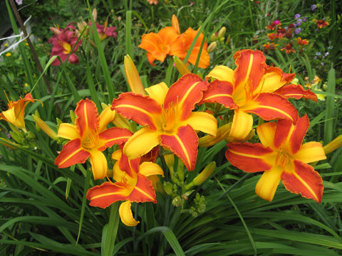 macrofilming of the growing flower of a day lily Hemerocallis