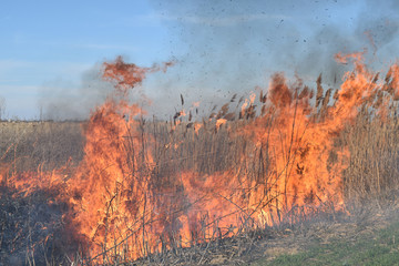 Burning dry grass and reeds