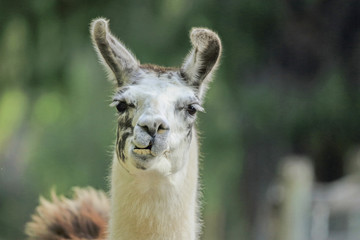 Fototapeta premium Alpacia, Australia