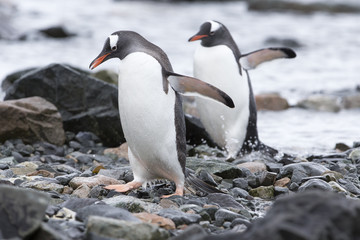 Fototapeta na wymiar Gentoo Penguins at Paradise Harbour, Antarctica.