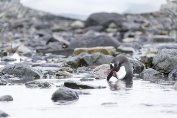 Fototapeta premium Gentoo Penguin at Paradise Harbour, Antarctica.