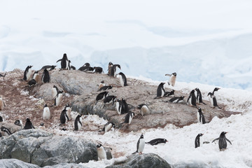 Gentoo Penguins at Paradise Harbour, Antarctica. © Johannes Jensås