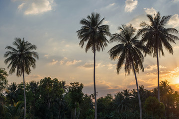 Fototapeta na wymiar Silhouetted of coconut tree sunset