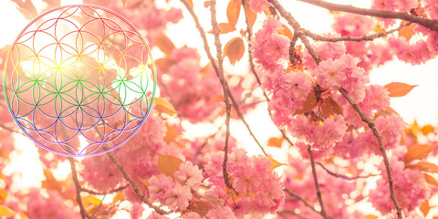 Buddhistisches Chakra Symbol Blume des Lebens vor Frühlings Nat