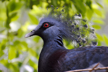 Victoria crowned pigeon (Goura victoria)