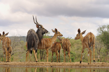 Nyala (Tragelaphus angasi) Herd ram escourts his harem from a waterhole. Zululand, South Africa