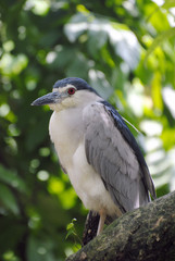 Black-crowned night heron (Nycticorax nycticorax)
