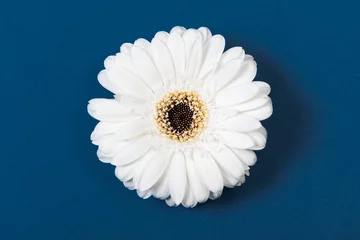 Cercles muraux Gerbera Weisse Gerbera, Blume auf blauem Hintergrund