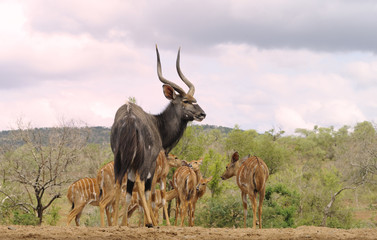 Nyala (Tragelaphus angasi) Herd ram escourts his harem from a waterhole. Zululand, South Africa