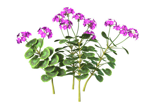 Purple Geranium on White