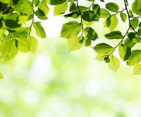 Fototapeta na wymiar Green leaves in sunny spring day. Natural background
