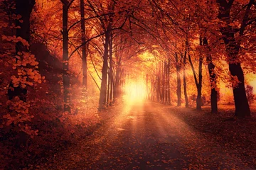Fotobehang Donkerrood Autumn landscape with sun light between trees