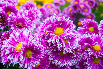 Obraz premium Beautiful bright colors flowers