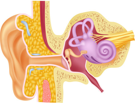Illustration of Human Internal Ear Anatomy
