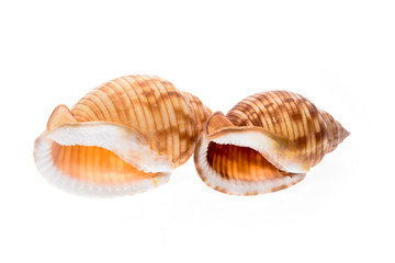 Two Helmet sea shells - Galeodea echinophora. Empty house of sea