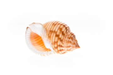 Helmet sea shell - Galeodea echinophora. Empty house of sea snai