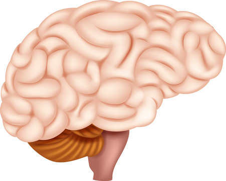 Human Brain Anatomy
