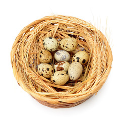 Obraz premium quail eggs in nest isolated on white background
