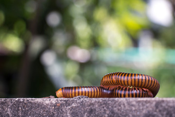 millipede climb on the wall