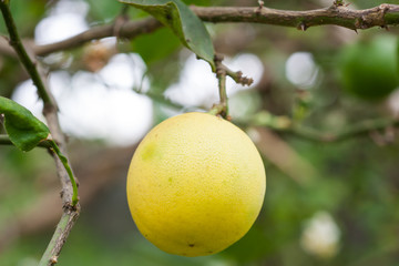 Yellow lemon hanging on the tree, Close up.