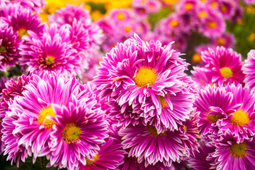 Beautiful bright colors flowers
