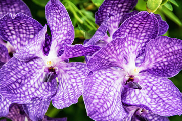 Purple orchid flowers, closeup natural scene