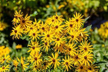 Yellow Brown-Eyed Susans with Green Foliage