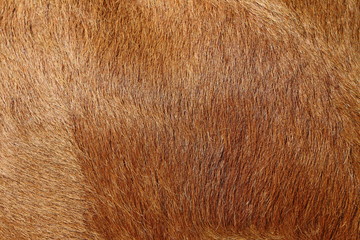 Alive cow fur skin macro
