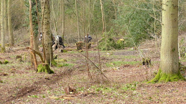 A pair of Cob horses at work in a forest dragging tree trunks