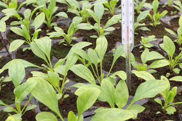 Annual flower seedlings in plastic flowerpots with thermometer to control soil temperature in the modern greenhouse