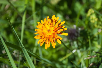 Giallo in primavera