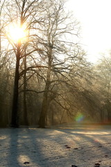 Obraz premium winter sunshine/ winter sun shining throught the trees in a forest in the Netherlands