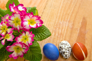  Colorful Easter eggs  and  primrose.