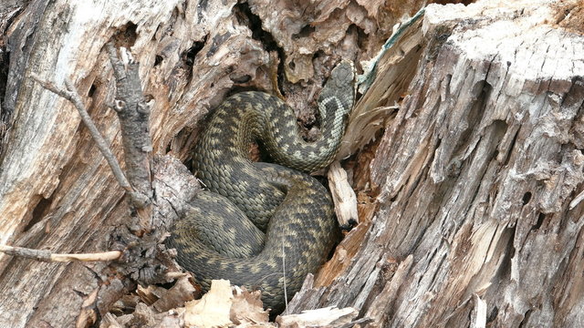 Viper (Vipera Berus) Poisonous Snake in a Dry Stump