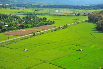 Fototapeta na wymiar Rice Paddy Fields in Green Season